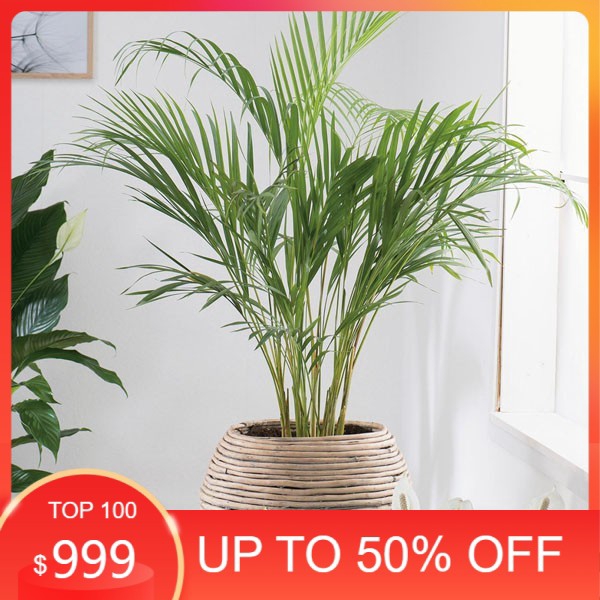 Tanaman Hias Palem Kuning - Tanaman Indoor Palem Kuning