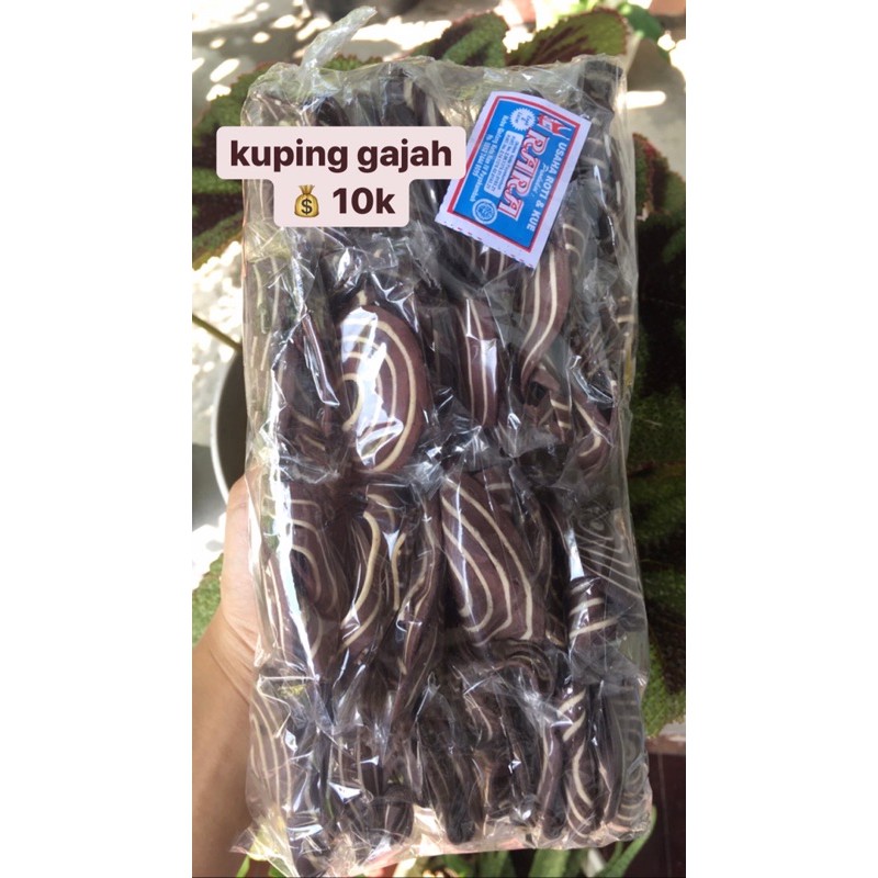 

KUPING GAJAH COKLAT