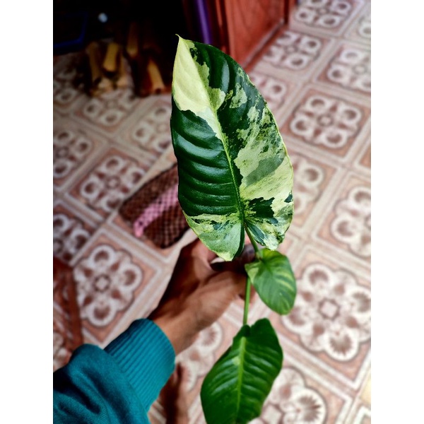 schismatoglottis varigata