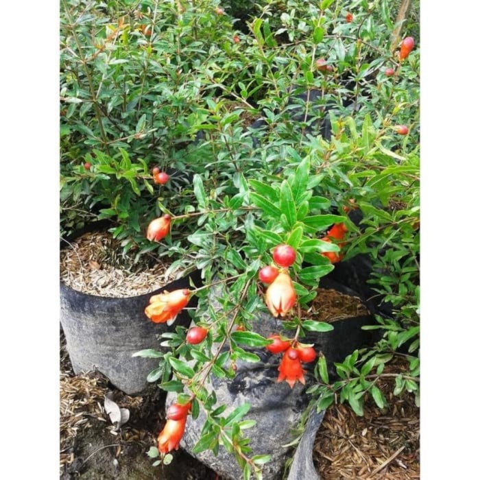 bibit buah delima merah biji lunak