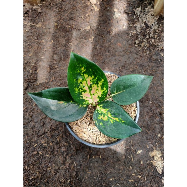 AGLONEMA BABY SULTAN BRUNAI