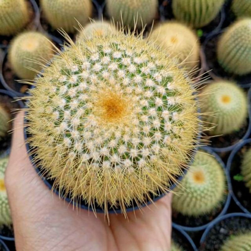 LENING OWNROOT BESAR