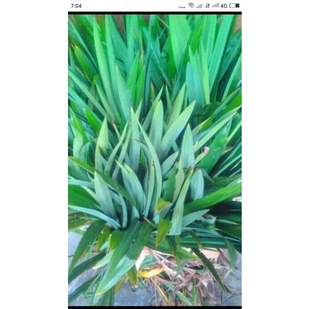 

daun pandan wangi segar 100 gram