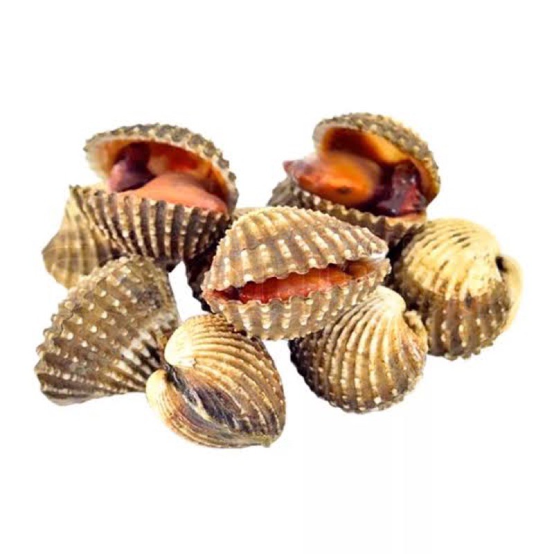

kerang darah hidup 500gr / 1kg kerang dara AEESHASTORE