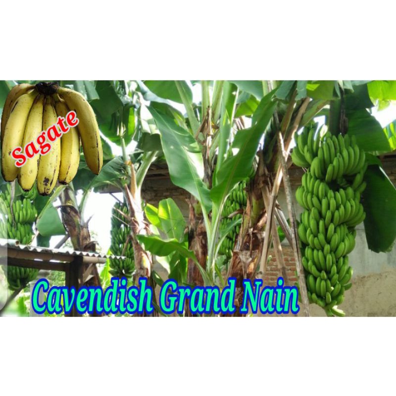 bonggol bibit cavendish grand nain #cavendish #grand #nain #g9