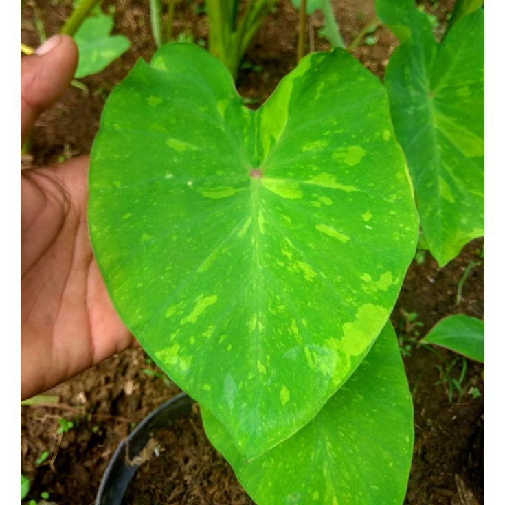 ready anakan colocasia midori sour impor Thailand