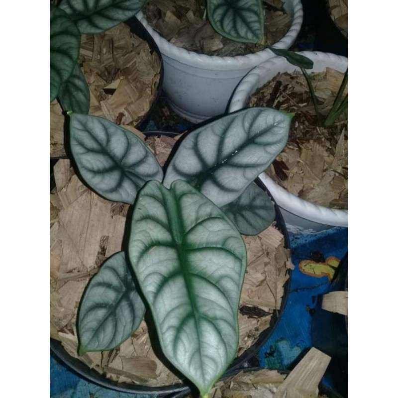 Keladi Tengkorak Silver