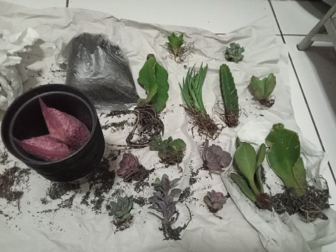 Sekulen Mini Isi 12 Pot