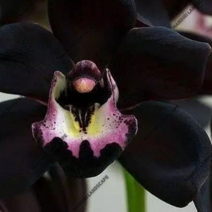 ⭐SPESIAL BANGET❗❗ Seedling Anggrek Dendrobium Black Papua - Hitam Papua ✨ ❤