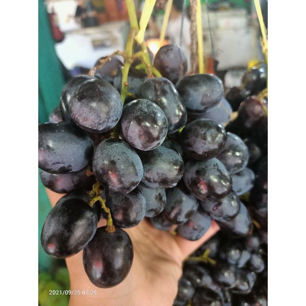 

Anggur autumn china 500gram