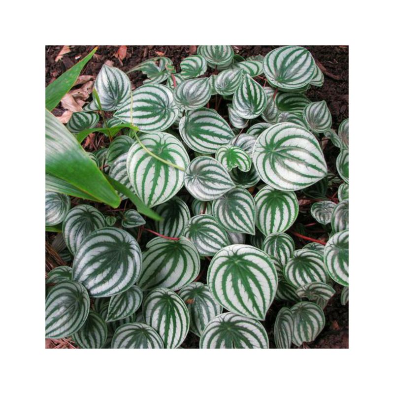 BUNGA/BENIH BUNGA/PEPEROMIA/BUNGA PEPEROMIA/WATERMELON/PEPEROMIA WATERMELON