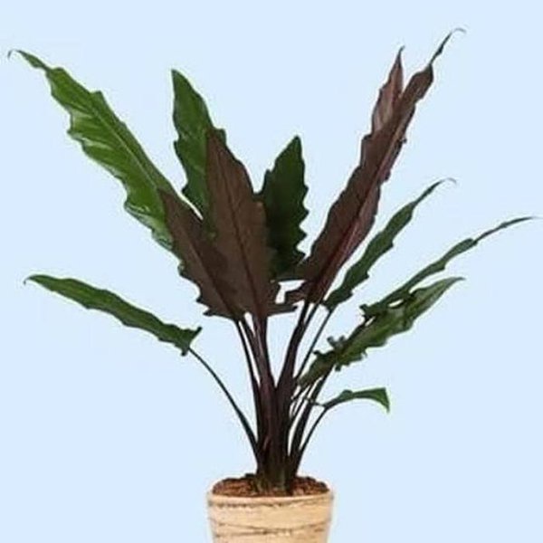 ALOCASIA KERIS PAPUA/ BLACK SIPIT