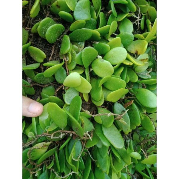 

Daun sisik naga segar 500 grm