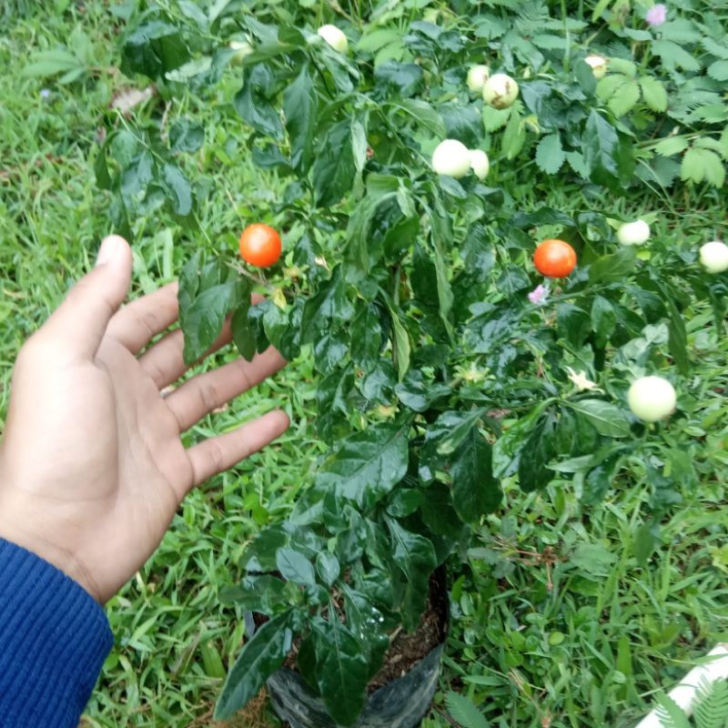 Tanaman Hias Tomat Krismil/Buah Natal/Tomat Hias