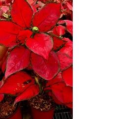 ➾ Aglonema Super Red ✱