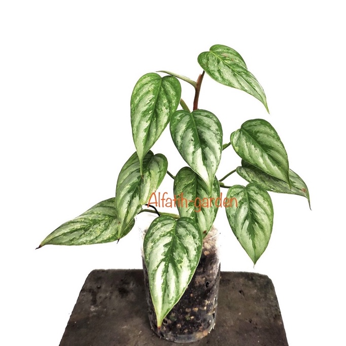 philodendron sodiroi