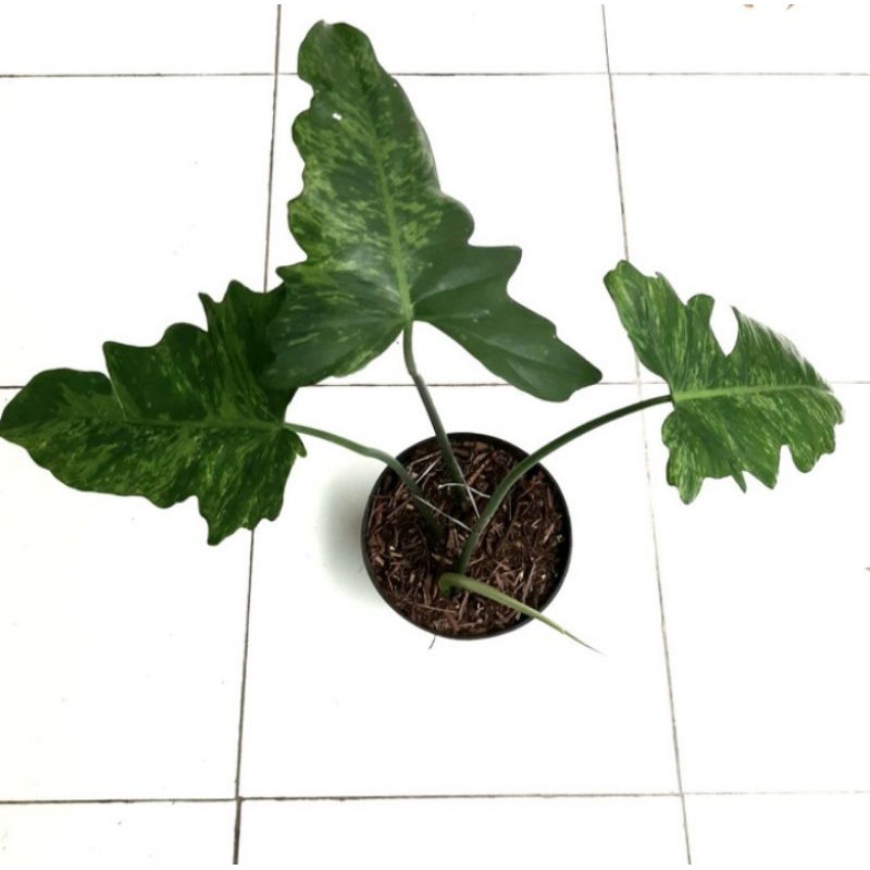 tanaman hias philodendron lime fiddle motled -  philodendron variegata