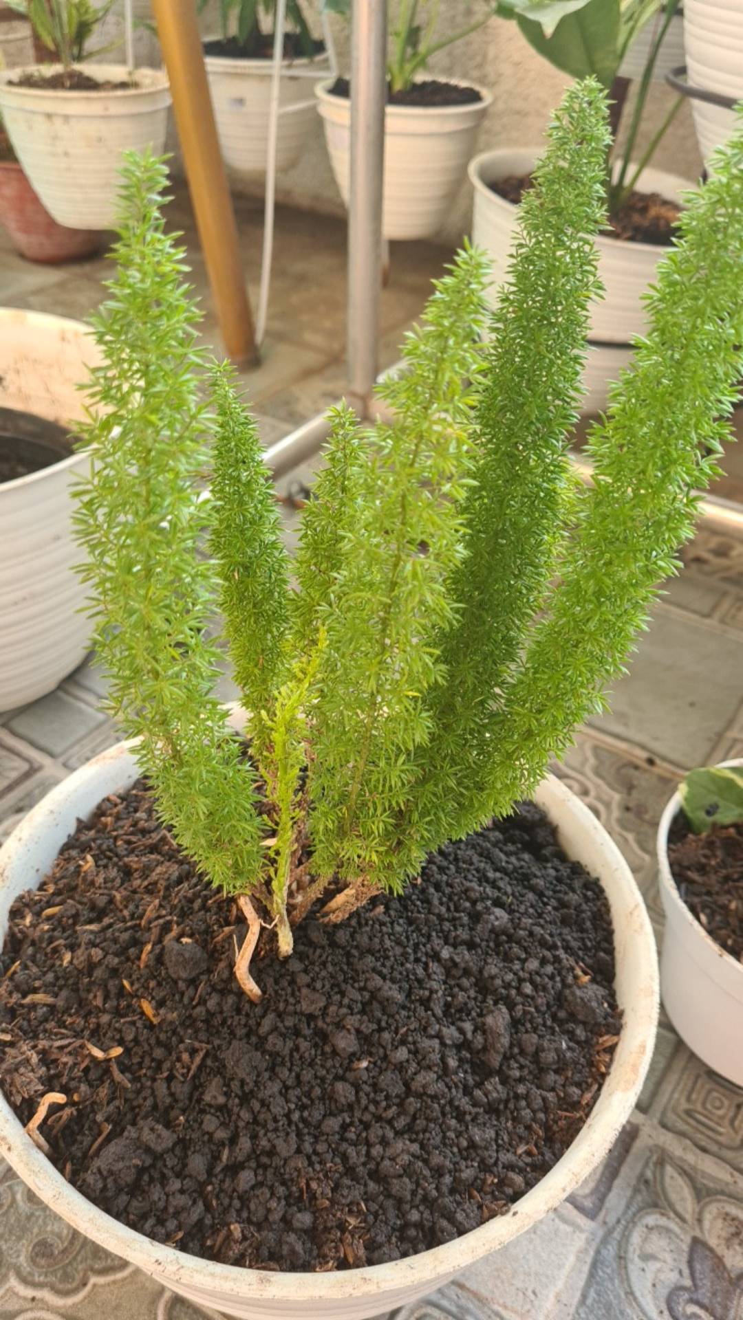 Tanaman Hias Hidup Ekor Tupai - Bibit Tanaman Ekor Tupai