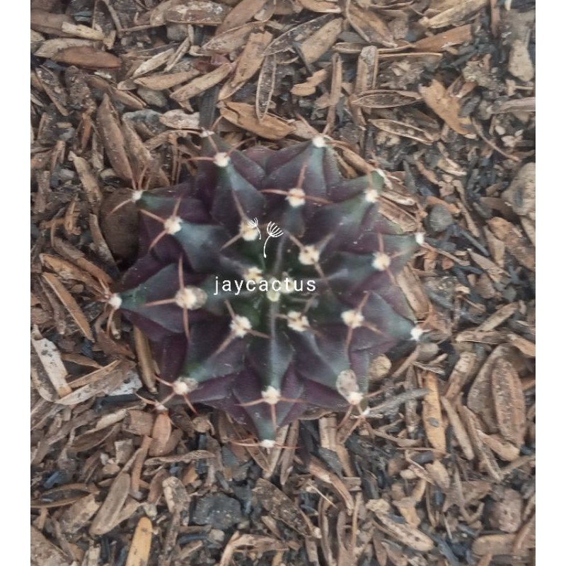 KAKTUS/SEKULEN(MIHA HYBRID)