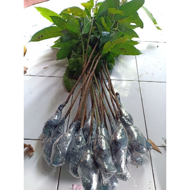 Bibit seedling mangga untuk batang bawah sambung pucuk