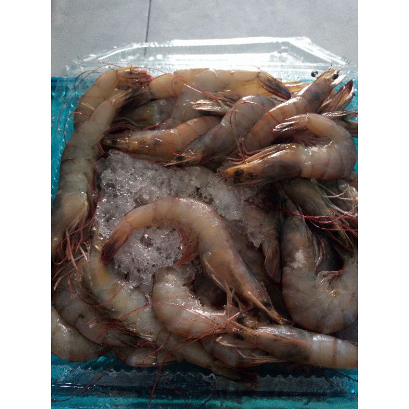 

ikan segar/fresh dan seafood