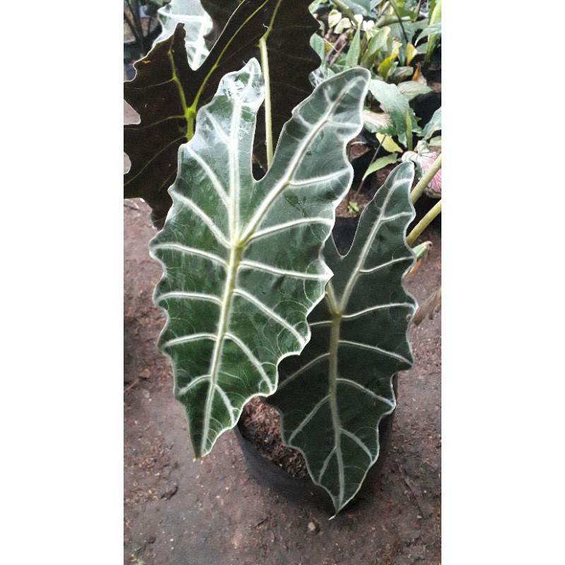 KELADI AMAZON ASLI / BUNGA KELADI AMAZONE / KELADI TENGKORAK AMAZON / KELADI AMAZON BESAR