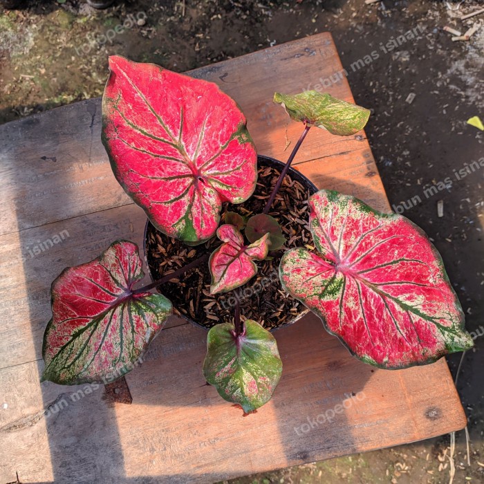 caladium anoman obong keladi hias tanaman hias bibit keladi