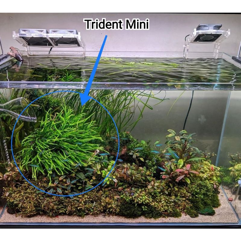 microsorum pteropus trident / kadaka trident mini aquascape