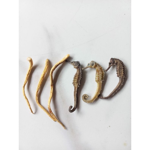 

Herbal Akar ginseng 3pcs + kud4 kering 3pcs uk.6/8cm