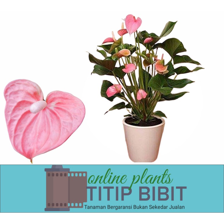 Tanaman Bunga Anturium Pink Holland Anthurium Bunga