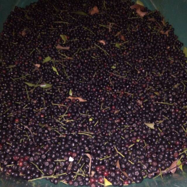 biji bunga pucuk merah