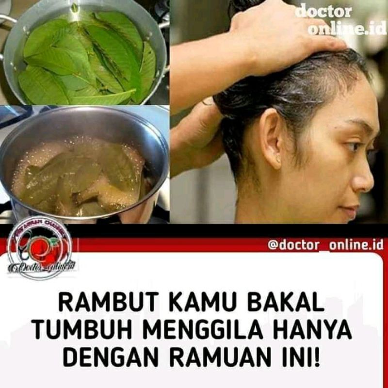 

daun jambu biji segar 1kg