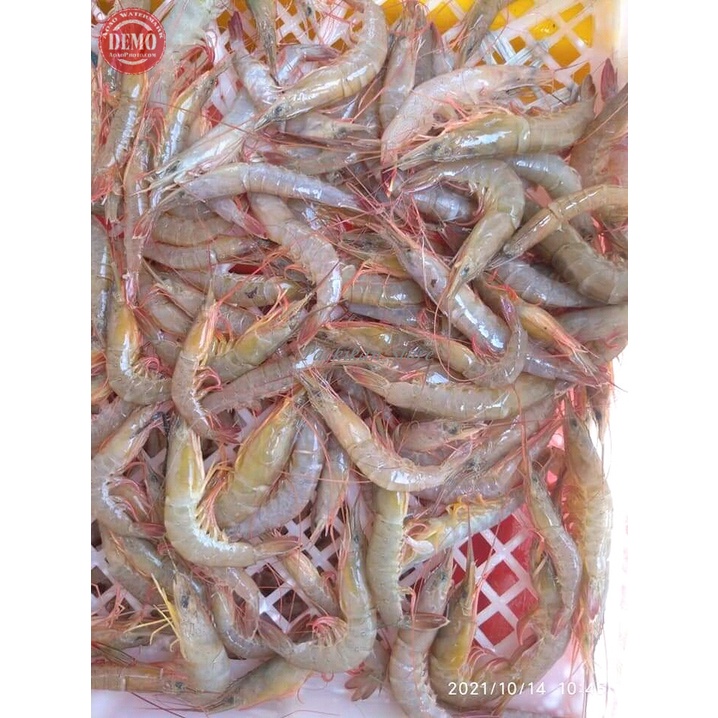 

Udang Segar Udang Api Api / Seafood Fresh Kualitas GARANSI SEGAR