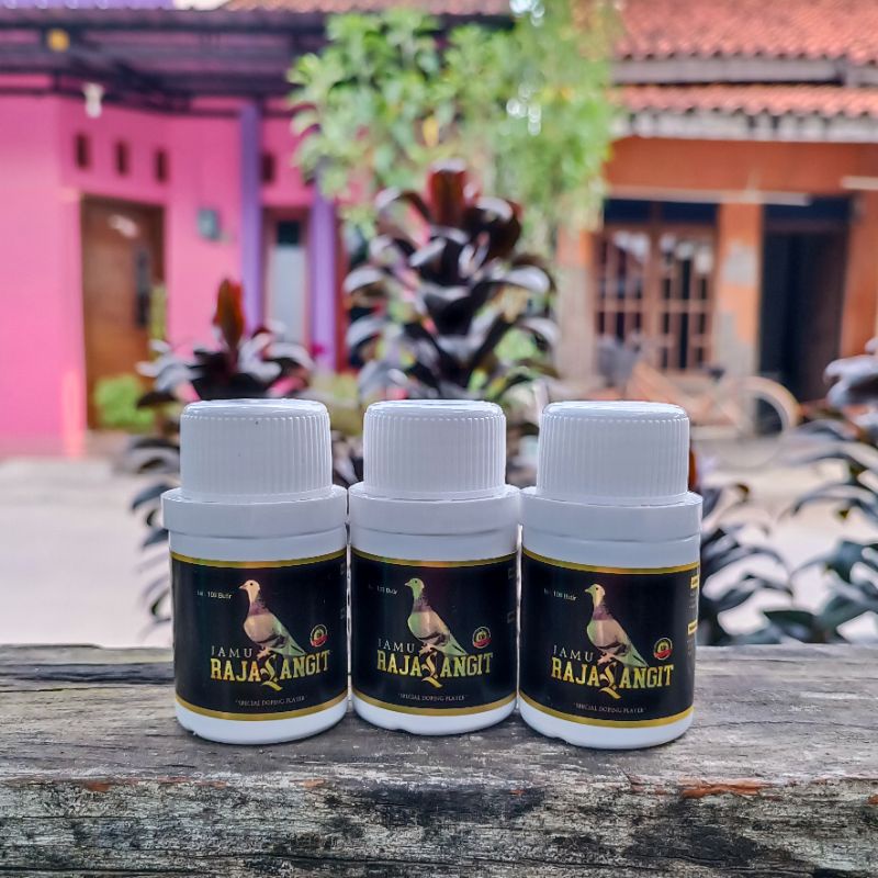jamu raja langit | perawatan merpati tinggi balap nafsu makan nitik birahi