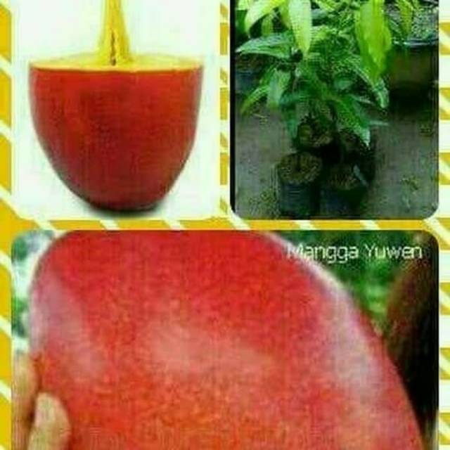 Bibit buah mangga yuwen