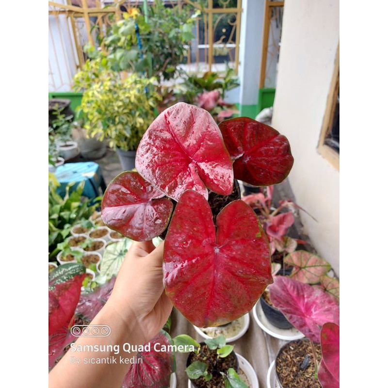 Bibit Caladium Red Devil
