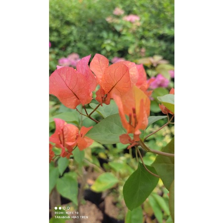 bougenville maharani ori