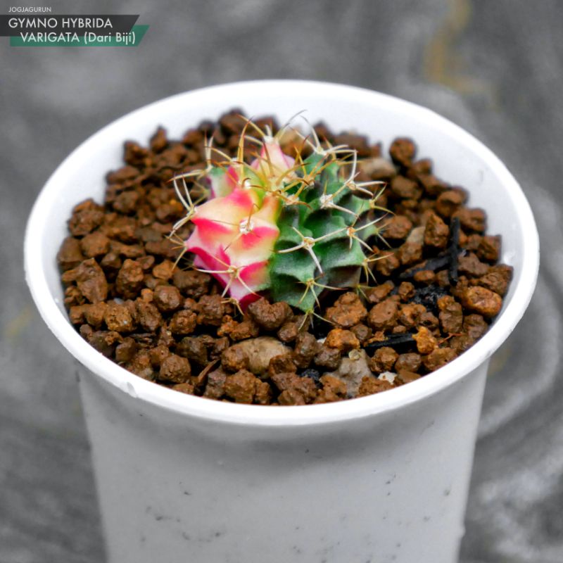 Gymno Hybrida Varigata Dari Biji
