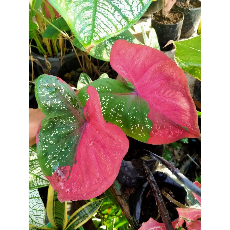 keladi baret merah, caladium baret merah Dewasa