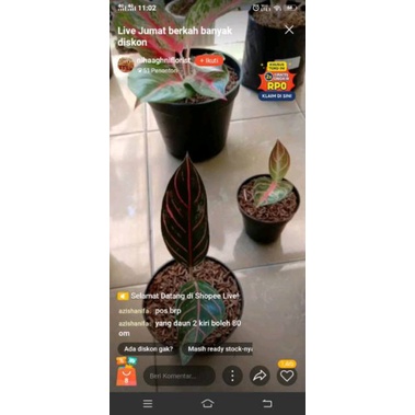 aglo red sumatra daun 2