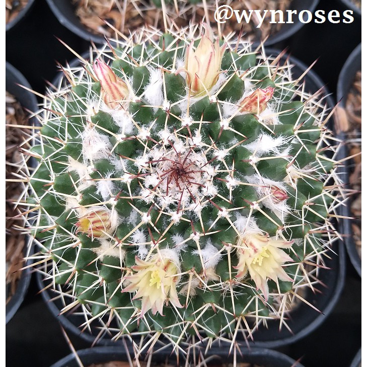 Mammillaria Karwinskian | Kaktus