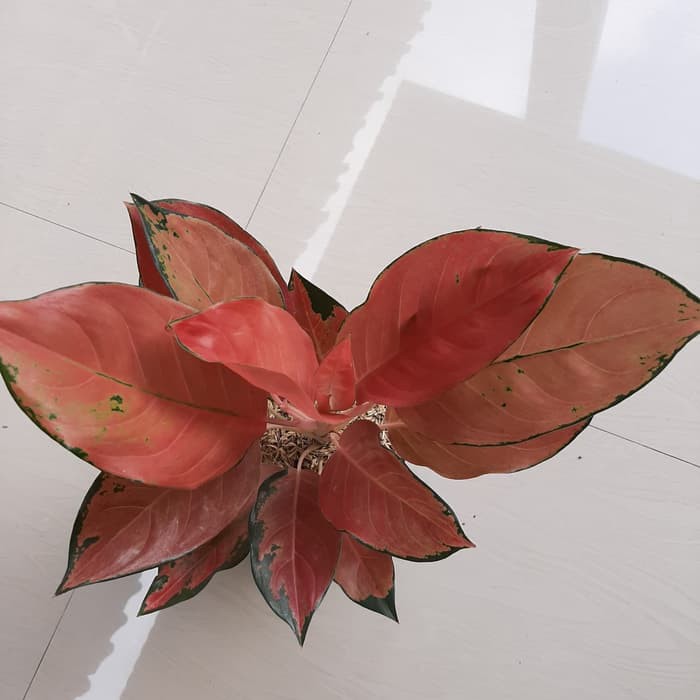 tanaman hias Aglaonema Kochin tembaga Indukan / aglonema kocin tembaga