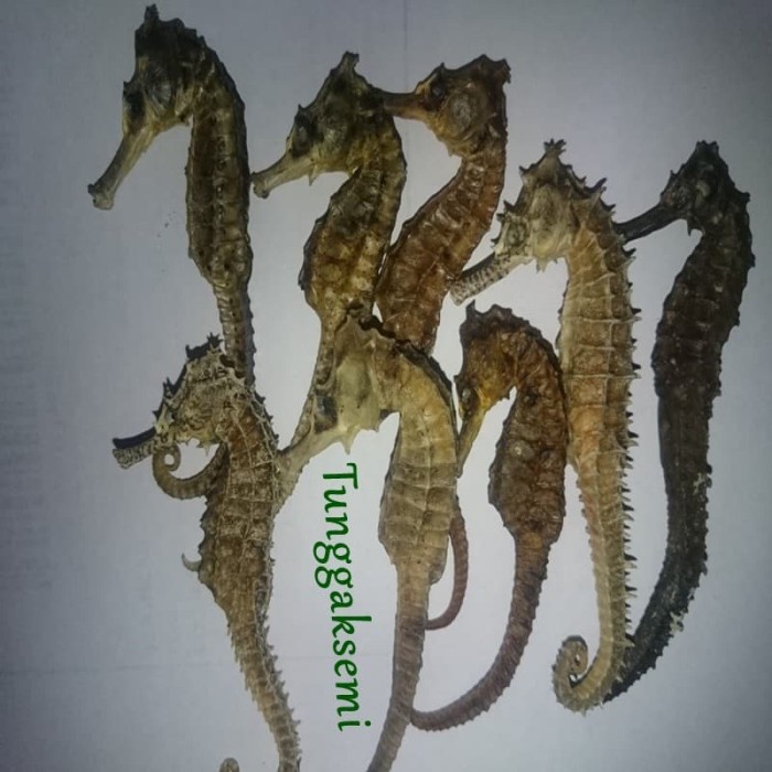 

PROMO Kuda Laut Kering Herbal Joss