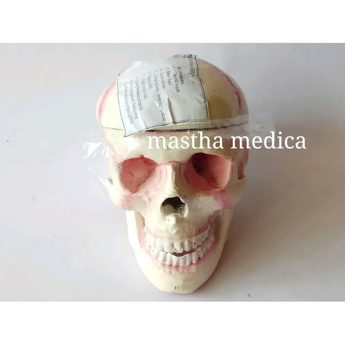 Torso Anatomi Manusia Model Tengkorak