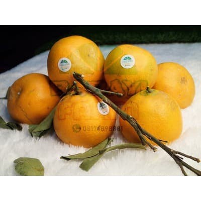 

Buah Jeruk Siam Madu