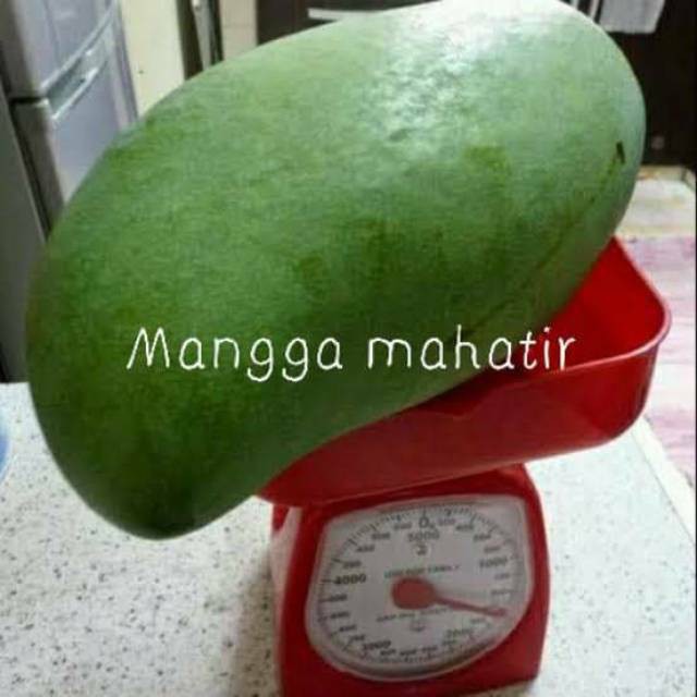 BIBIT MANGGA JUMBO (MANGGA MAHATIR)