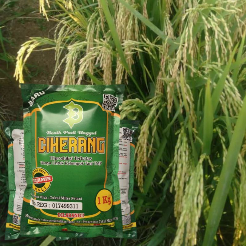 Biji Padi Ciherang Kualitas Super