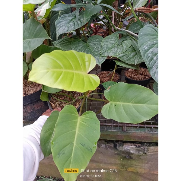 tanaman hias jungle piper