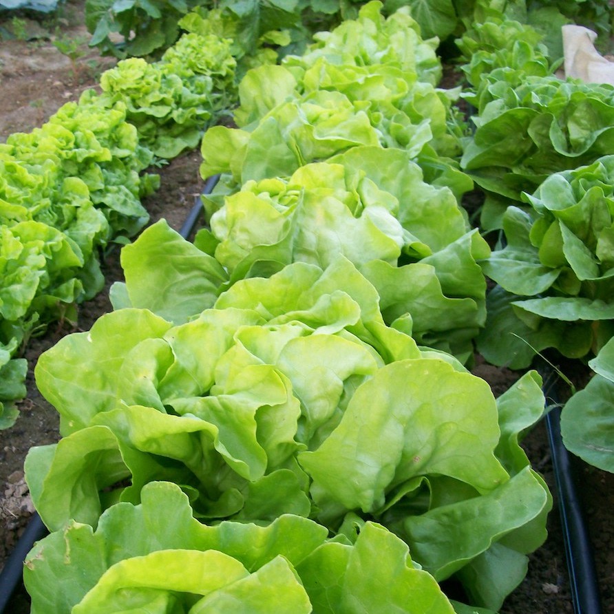 100 Bibit Selada Butterhead Benih Sayuran Lettuce Cream Butterhead Tanaman Sayur Unggul Berkualitas