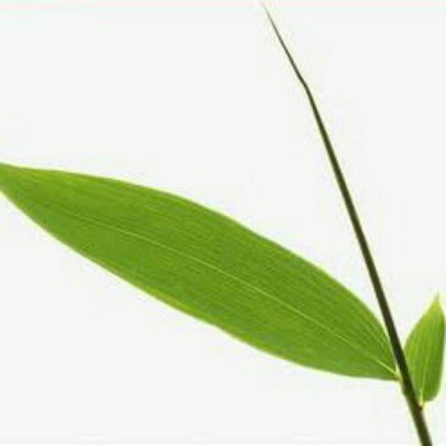 Daun Bambu Segar